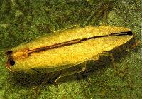 Two-spotted leaf hopper
