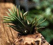 bromeliad plant